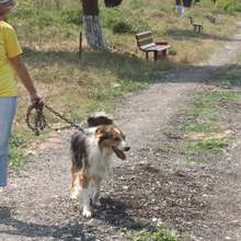 Площадки за разходка на домашни любимци  се изграждат във всички квартали  на Силистра