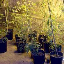 Оранжерия за производство на марихуана откриха в плевенско село