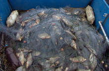 Инспектори са извадили незаконни рибарски мрежи и уреди от Дуранкулашкото езеро и морето 