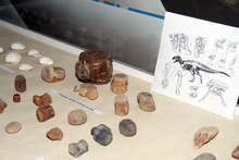 Леководолаз подреди изложба "Вкаменелости от дълбините" в Балчик