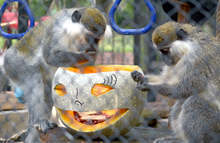 Обитателите на зоопарка във Варна получиха специално Хелоуин меню