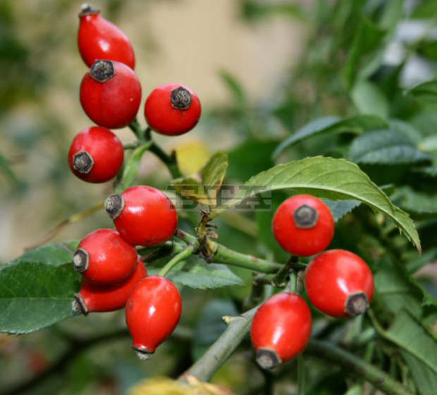 Наличие на много ресурси от лечебни растения  и ниско потребление са изводите  от направена оценка в четири общини