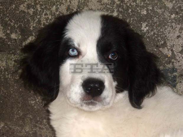 Ръководството на парк "Странджа" дари кучета-пастири на местни животновъди 