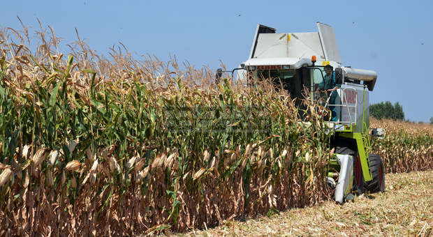 В Добричкия регион прибирането на царевицата завършва
