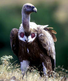 Възстановена е колонията от белоглав лешояд в Кресненското дефиле