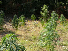 Полицаи откриха марихуана в двора на имот в русенско село