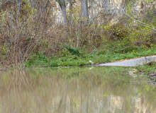 Прокуратурата е възложила проверка за замърсяване на въздуха и на река Русенски Лом
