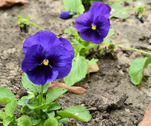 По-приветлив, почистен и със засадени цветни фигури парк "Ловен дом" в Благоевград възвръща облика си от миналото