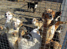 Animal Welfare Organization Urges for Measures against Illegal Puppy Trade