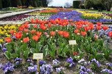 "Зелен крал" ще разцъфти сред 50 000  лалета в Университетската ботаническа градина в Балчик