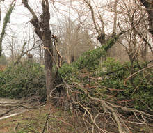 Сливенски пожарникари са се отзовали на сигнали за паднали дървета и обърнати автомобили вследствие на силния вятър