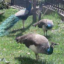 Деца даряват пауна Лара на Центъра за защита на природата и животните в Добрич