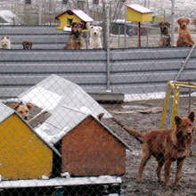Общинският приют за кучета в Добрич получи дарение от ваксини и храна