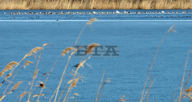 От Дуранкулашкото езеро са извадени 400 метра бракониерски мрежи с улов