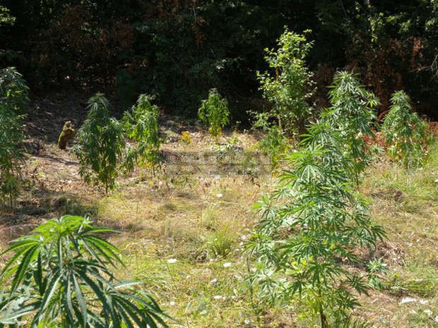 Полицаи откриха марихуана в двора на имот в русенско село