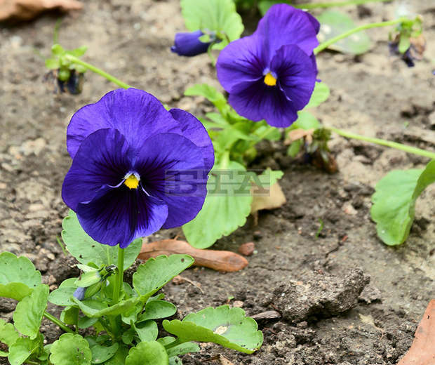 По-приветлив, почистен и със засадени цветни фигури парк "Ловен дом" в Благоевград възвръща облика си от миналото