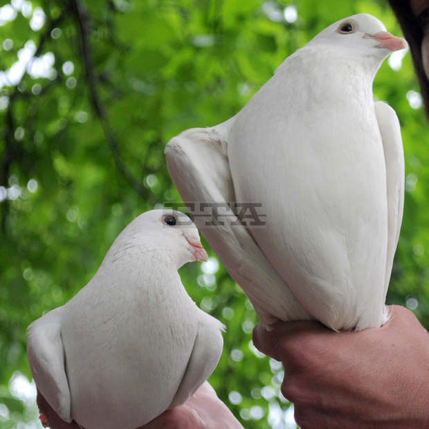 Десет венеца в памет на загинали моряци и рибари от крайдунавските страни ще бъдат пуснати в Дунав край Тутракан по случай празника на реката