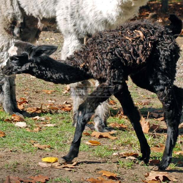 Осемнадесет вида животни се предвижда да има в новия зоокът в Шумен