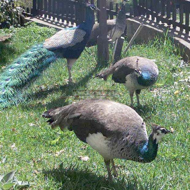 Деца даряват пауна Лара на Центъра за защита на природата и животните в Добрич