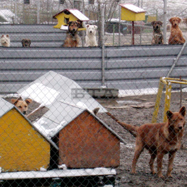 Общинският приют за кучета в Добрич получи дарение от ваксини и храна
