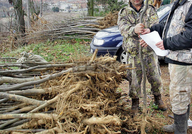 Седемдесет декара нови гори ще бъдат залесени в ДЛС - Паламара Седемдесет декара нови гори ще бъдат залесени в ДЛС - Паламара