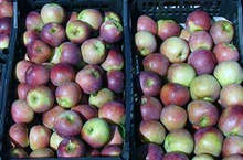 Доставчици по схемата "Училищен плод и мляко" са дарили продукти на социалния патронаж в Сливен