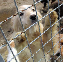 Близо 500 животни са осиновени от общинския приют в Русе