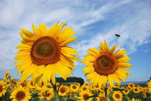 В Добричка област средният добив от слънчогледа е 134 килограма