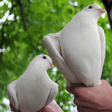Десет венеца в памет на загинали моряци и рибари от крайдунавските страни ще бъдат пуснати в Дунав край Тутракан по случай празника на реката