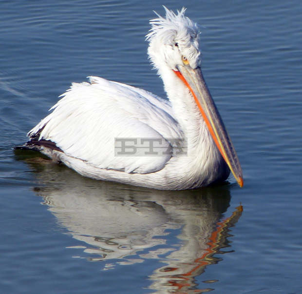 Поддържащите дейности в колонията на къдроглавите пеликани в "Сребърна" приключват