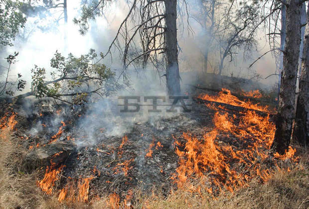 Широколистни гори в Омуртагско са спасени при пожар в сухи треви