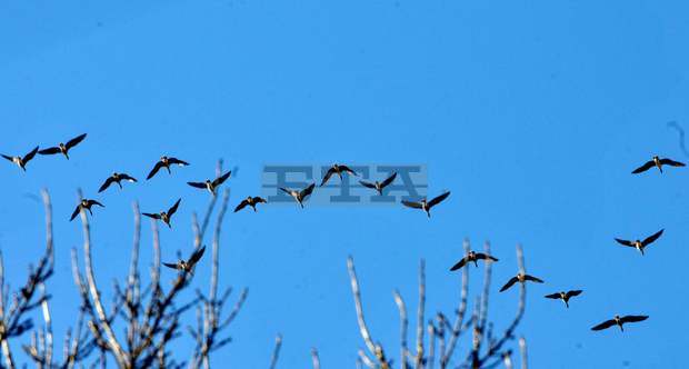 Шабленско-Дуранкулашкият езерен комплекс очаква първите червеногуши гъски с предаватели