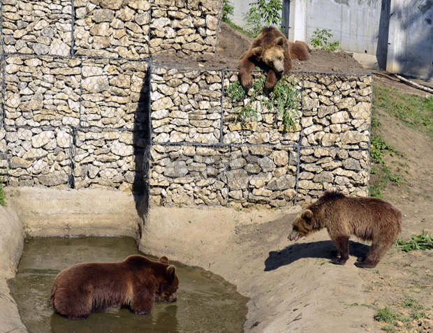 На Великден Центърът за защита на природата и животните в Добрич ще бъде със свободен достъп