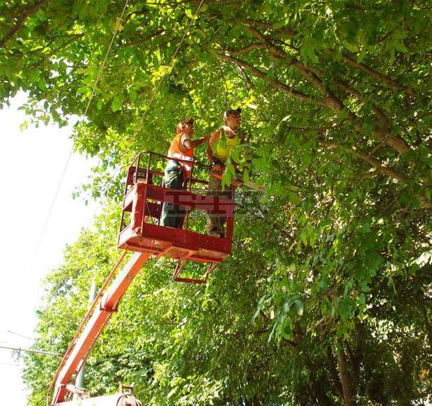 В Плевен три дни ще бъде затруднено движението в отделни участъци заради кастрене на опасни дървета