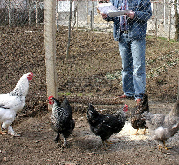В Ямболска област няма огнища на птичи грип В Ямболска област няма огнища на птичи грип