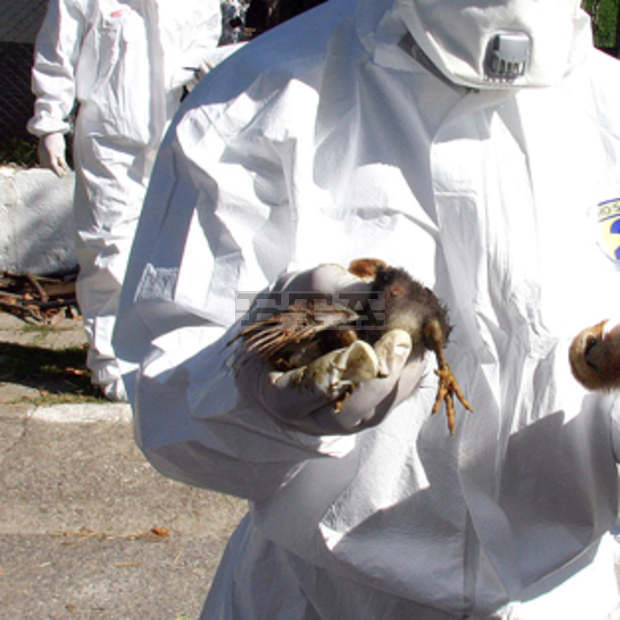 На 2 януари започва унищожаването на над 39 000 кокошки в засегнатата от птичи грип ферма в хасковското село Криво поле