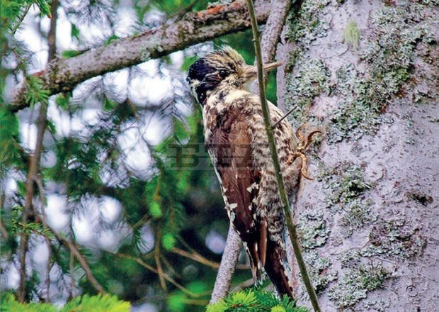 Университетската ботаническа градина в  Балчик  ще привлича през зимата с хранилки с лакомства синигери, сойки, кълвачи