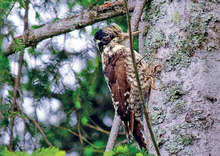 Университетската ботаническа градина в  Балчик  ще привлича през зимата с хранилки с лакомства синигери, сойки, кълвачи