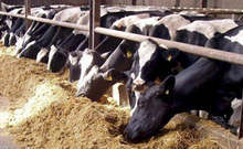 Обвързаното с производството подпомагане в сектор "Животновъдство" за Кампания 2021 е в размер на 120,2 милиона лева