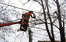 В Плевен продължава кастренето на опасно високи широколистни дървета по централни улици