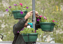 Поставят саксии с висящи цветя по уличните стълбове в Търговище