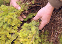 Държавното горско стопанство в Радомир залесява 75 дка нови гори