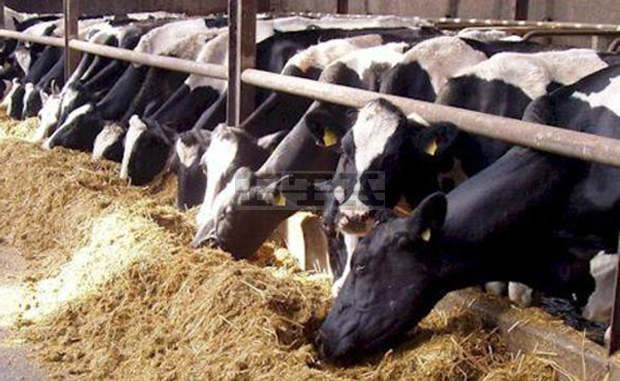 Обвързаното с производството подпомагане в сектор "Животновъдство" за Кампания 2021 е в размер на 120,2 милиона лева