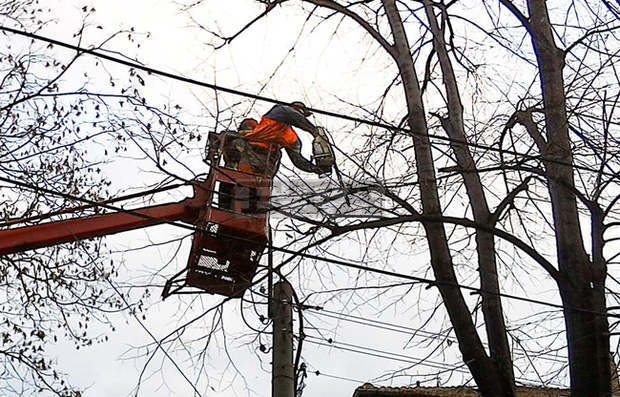 В Плевен продължава кастренето на опасно високи широколистни дървета по централни улици
