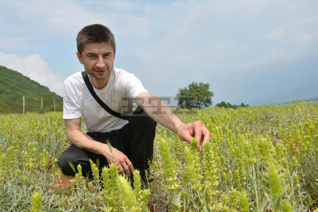 Край село Ново Ляски вече се носи ароматът на пирински чай Край село Ново Ляски вече се носи ароматът на пирински чай