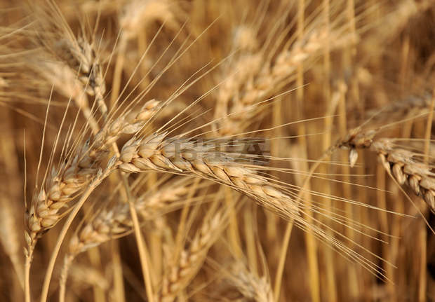 Най-голямата щета на зърнената реколта в Добруджа нанесе сушата, но стопаните извлякоха поуки и от грешки, коментира браншовик