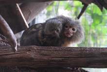 Бебе мармозетка-джудже се роди в столичния зоопарк