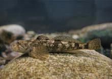 В парк "Централен Балкан" ще възстановява популацията на сладководната риба главоч