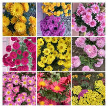 Виртуална фото изложба от 240 снимки на хризантеми създадоха в плевенското село Победа