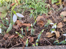 Кокичета цъфнаха в Смолян в последния ден от годината